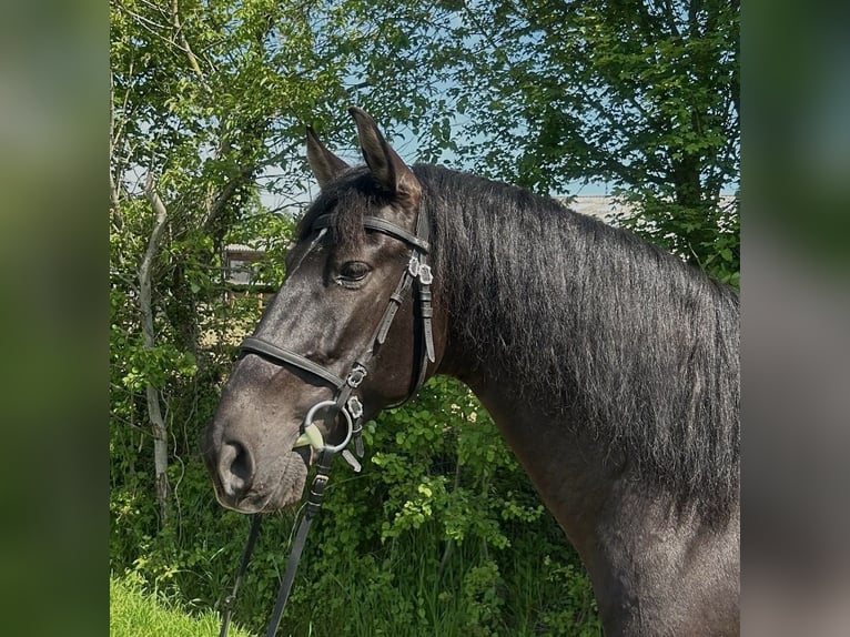 PRE Wałach 9 lat 167 cm Kara in Pinneberg