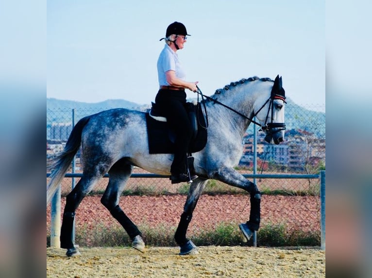 PRE Mix Wałach 9 lat 170 cm Siwa jabłkowita in Schlierbach