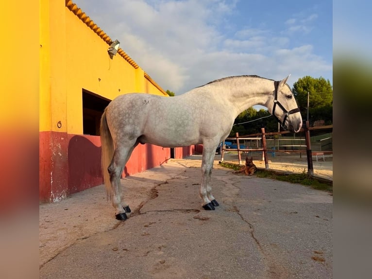 PRE Mix Wałach 9 lat 170 cm Siwa in Terrassa