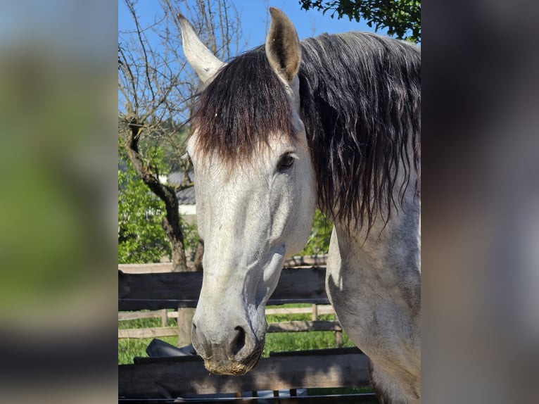PRE Wałach 9 lat 172 cm Siwa in Loipersbach im Burgenland