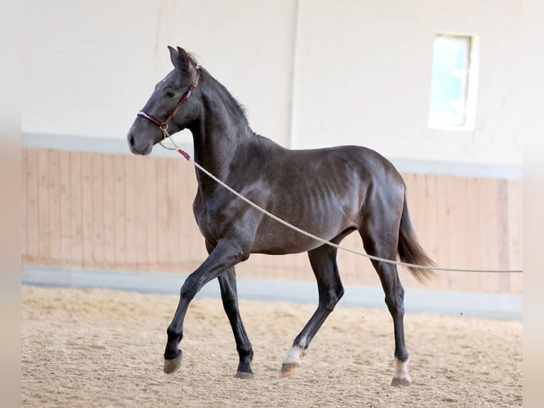 PRE Mix Wałach 2 lat 168 cm Siwa in WarendorfWarendorf