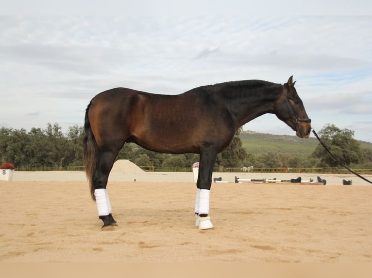 PRE Wałach 4 lat 165 cm Siwa in Chiclana de Segura