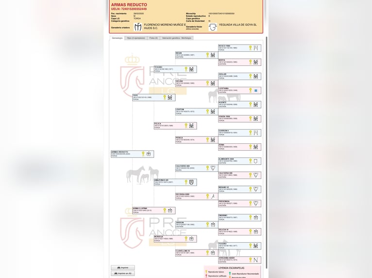 PRE Wałach 8 lat 160 cm Siwa in Fuendetodos