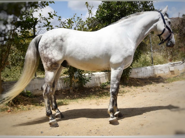 PRE Mix Wałach 8 lat 165 cm Siwa in Enzesfeld-Lindabrunn