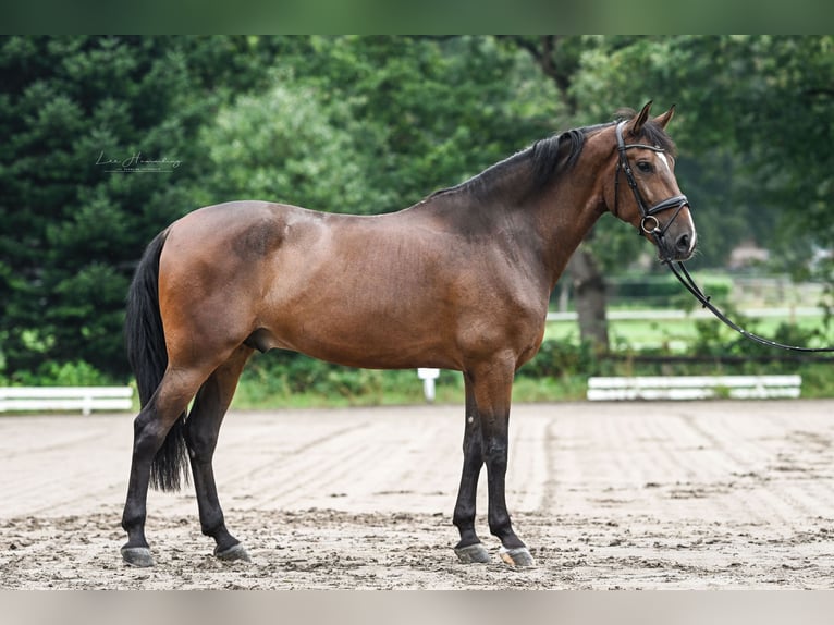 PRE Wałach 8 lat 167 cm Gniada in Bötersen