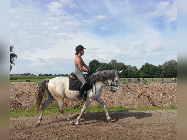 PRE Mix Wałach 9 lat 155 cm Siwa jabłkowita in Karlshuld