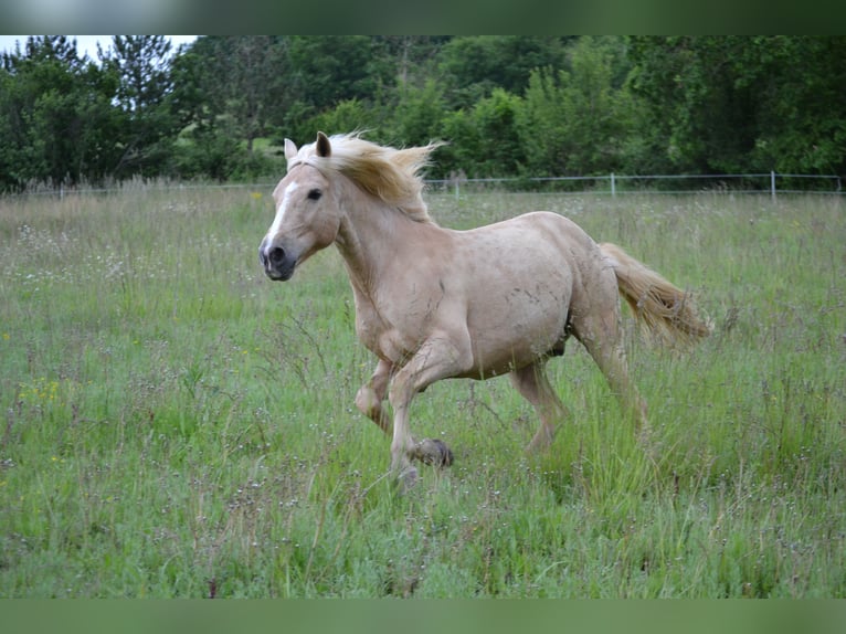 PRE Mix Wallach 10 Jahre 149 cm Palomino in Goudourville