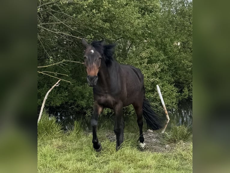 PRE Mix Wallach 10 Jahre 151 cm Schwarzbrauner in Nordholz