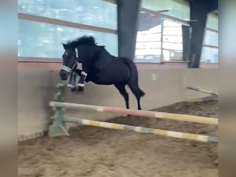 PRE Mix Wallach 10 Jahre 151 cm Schwarzbrauner in Nordholz