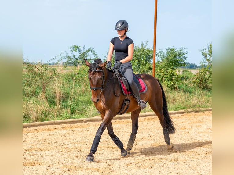 PRE Wallach 10 Jahre 155 cm Dunkelbrauner in Kaufering