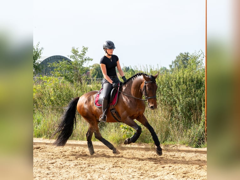 PRE Wallach 10 Jahre 155 cm Dunkelbrauner in Kaufering