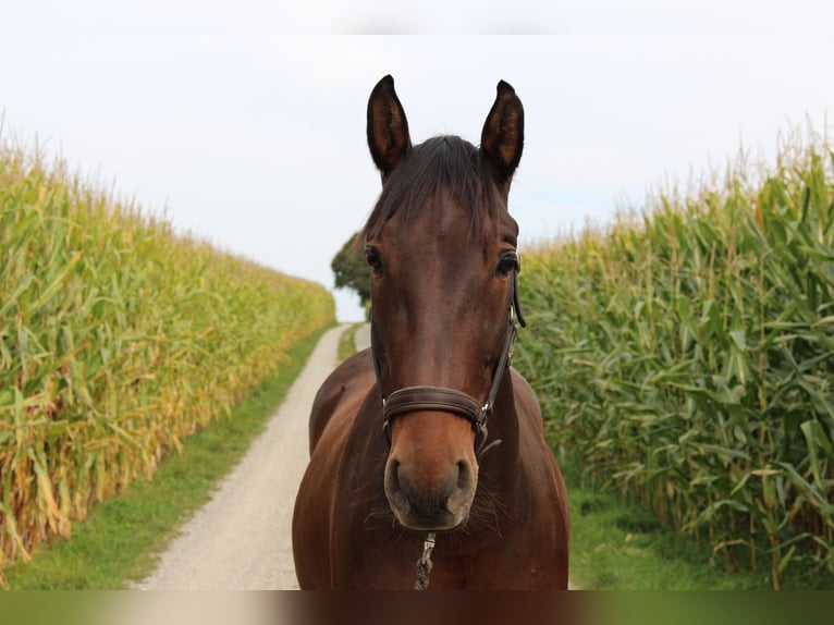 PRE Wallach 10 Jahre 155 cm Dunkelbrauner in Weil