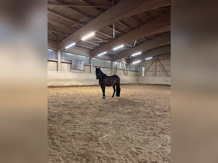 PRE Wallach 10 Jahre 155 cm Dunkelbrauner in Weil