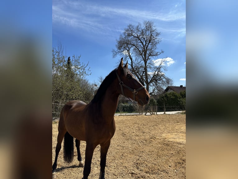 PRE Wallach 10 Jahre 155 cm Dunkelbrauner in Weil