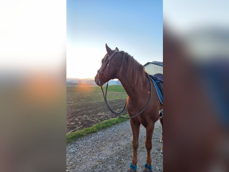 PRE Wallach 10 Jahre 156 cm Fuchs in Kißlegg