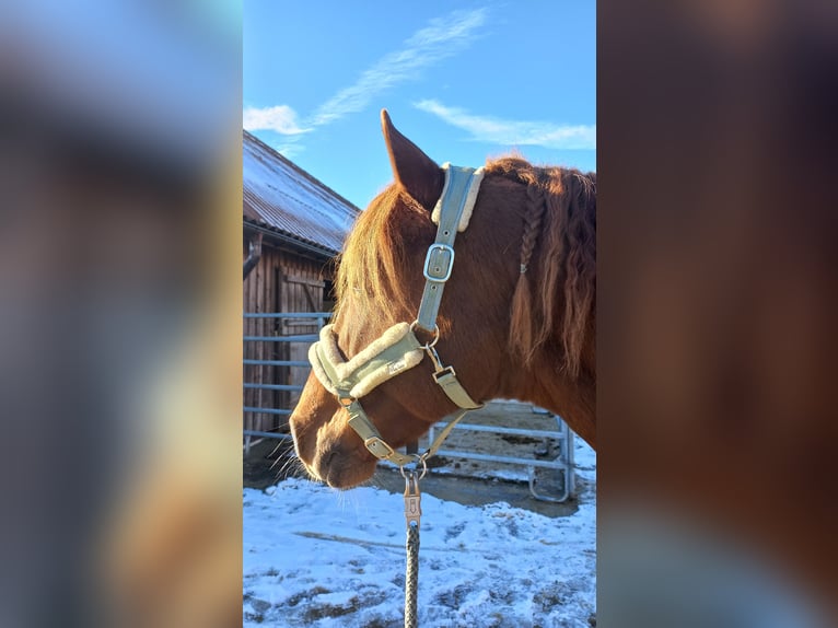 PRE Wallach 10 Jahre 156 cm Fuchs in Kißlegg