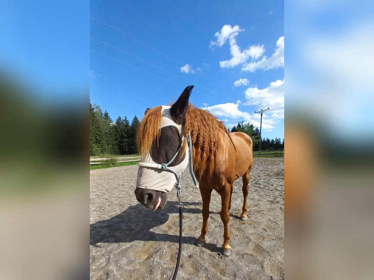 PRE Wallach 10 Jahre 156 cm Fuchs in Kißlegg