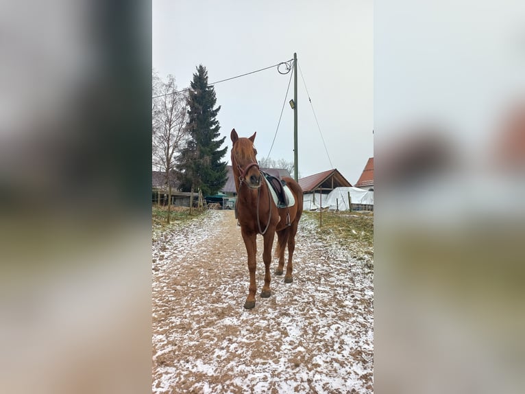 PRE Wallach 10 Jahre 156 cm Fuchs in Kißlegg