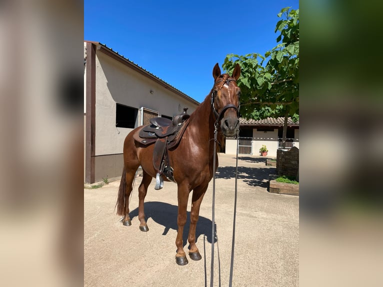 PRE Wallach 10 Jahre 156 cm Fuchs in Kißlegg
