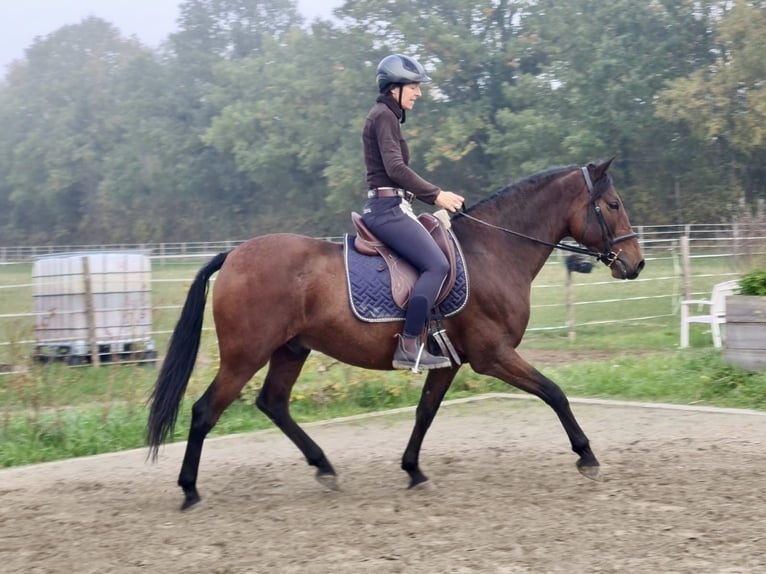PRE Mix Wallach 10 Jahre 158 cm Brauner in Bad Segeberg