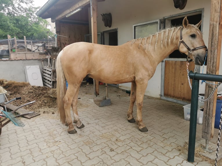 PRE Mix Wallach 10 Jahre 158 cm Palomino in Großkrut
