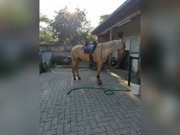 PRE Mix Wallach 10 Jahre 158 cm Palomino in Großkrut