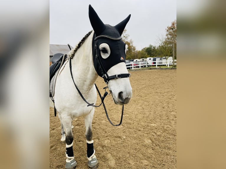 PRE Wallach 10 Jahre 158 cm Schimmel in Barsbüttel