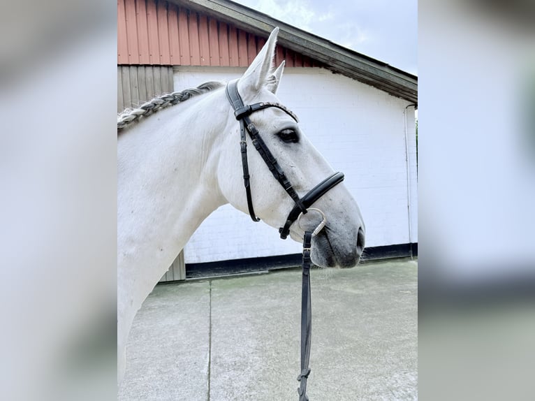 PRE Wallach 10 Jahre 158 cm Schimmel in Barsbüttel