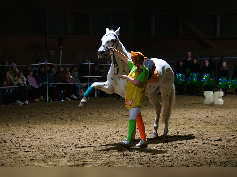 PRE Mix Wallach 10 Jahre 158 cm Schimmel in Bremen