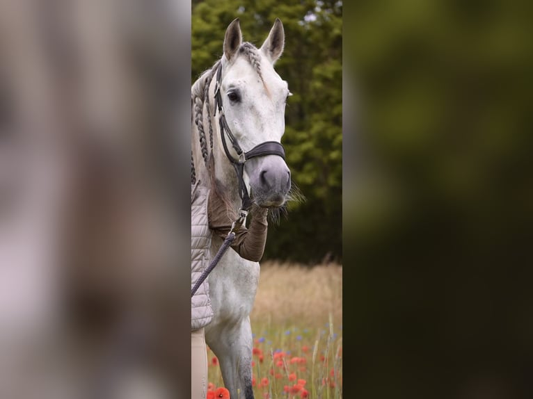 PRE Wallach 10 Jahre 159 cm Apfelschimmel in Erzhausen