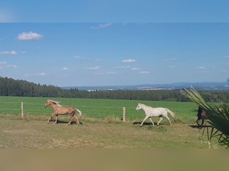 PRE Wallach 10 Jahre 160 cm Palomino in Plauen