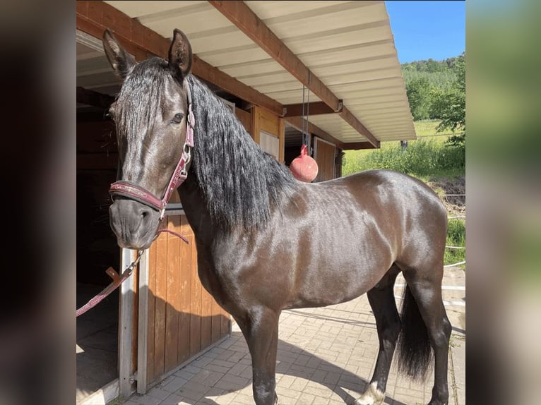 PRE Wallach 10 Jahre 160 cm Rappe in Muhlbach sur Bruche