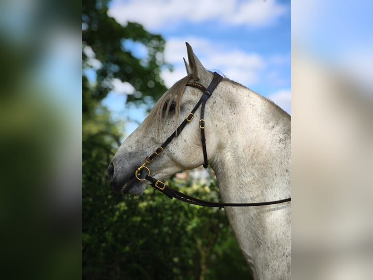 PRE Mix Wallach 10 Jahre 162 cm Fliegenschimmel in Traventhal