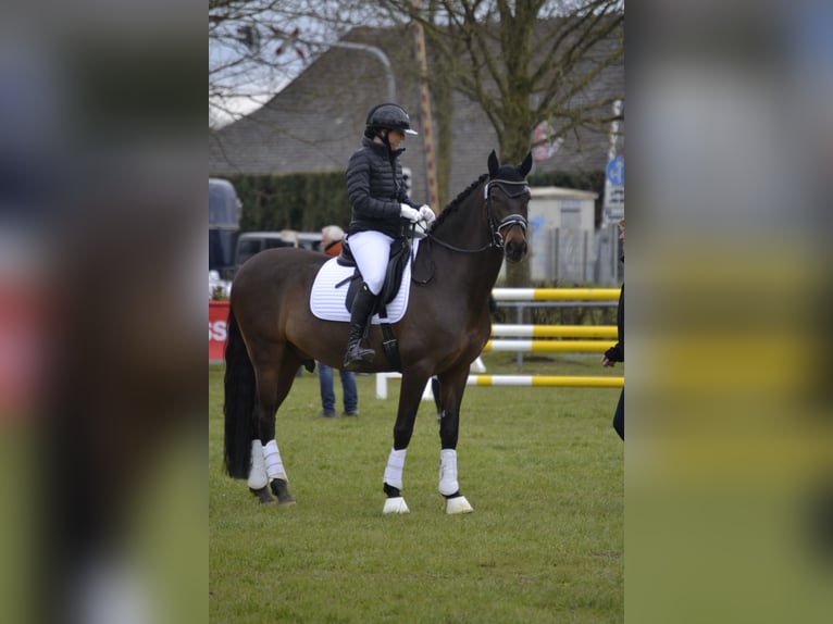 PRE Wallach 10 Jahre 162 cm Schwarzbrauner in Emmerich