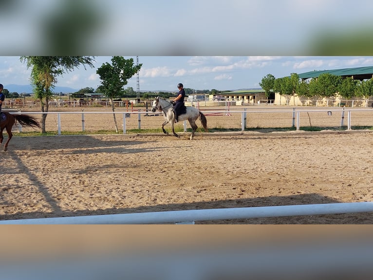 PRE Wallach 10 Jahre 164 cm Schimmel in Fuente El Saz De Jarama