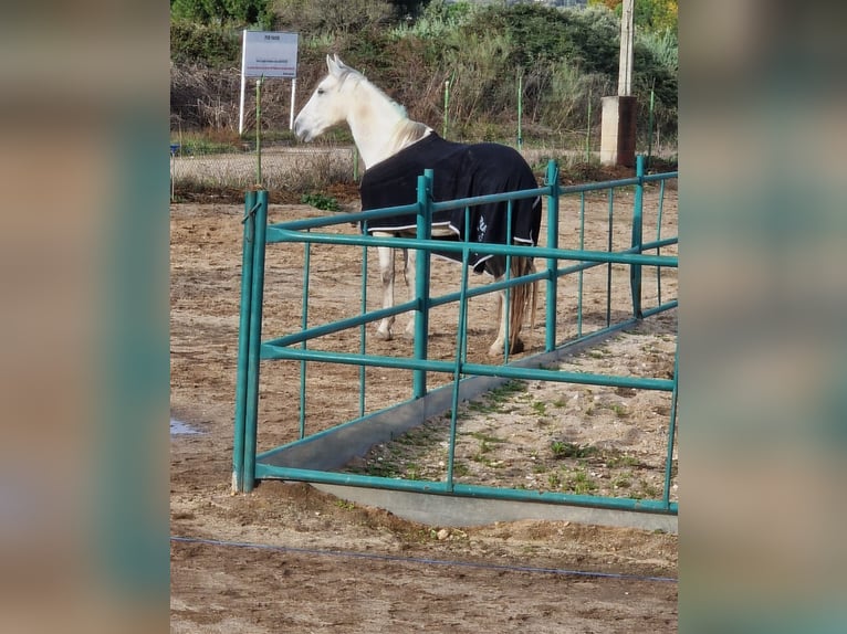 PRE Wallach 10 Jahre 164 cm Schimmel in Fuente El Saz De Jarama