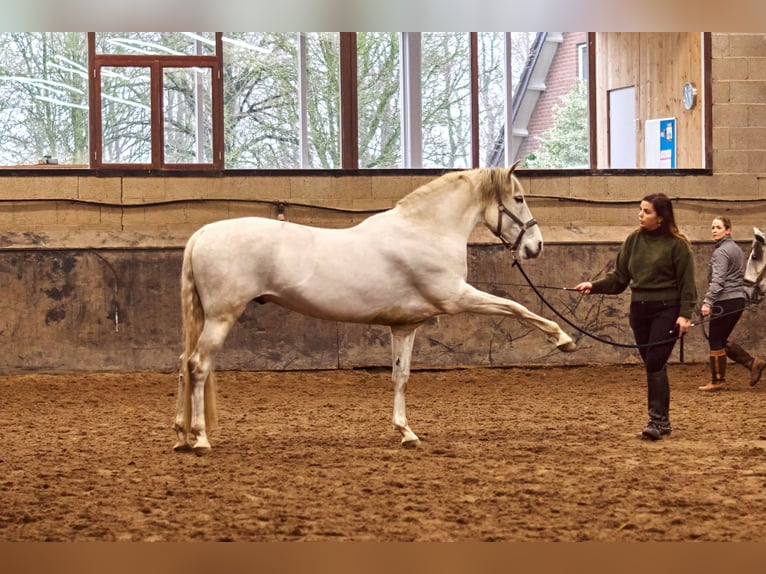 PRE Wallach 10 Jahre 165 cm Blauschimmel in Beusichem