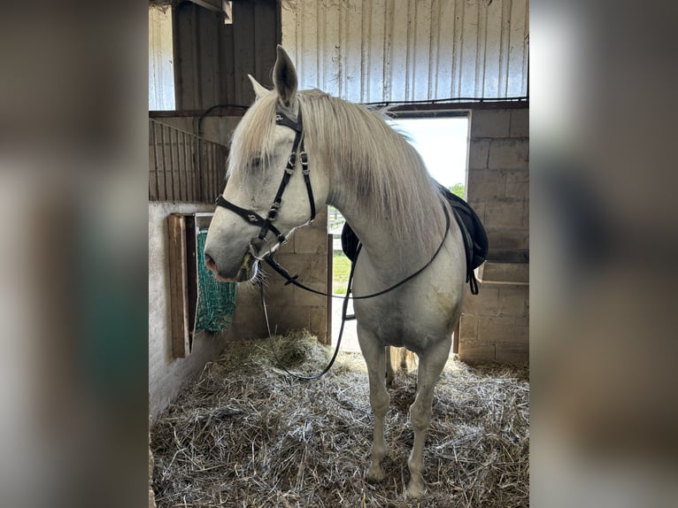 PRE Wallach 10 Jahre 165 cm Blauschimmel in Beusichem