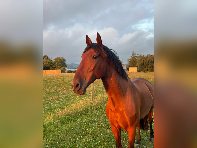 PRE Wallach 10 Jahre 165 cm Brauner in Hagen