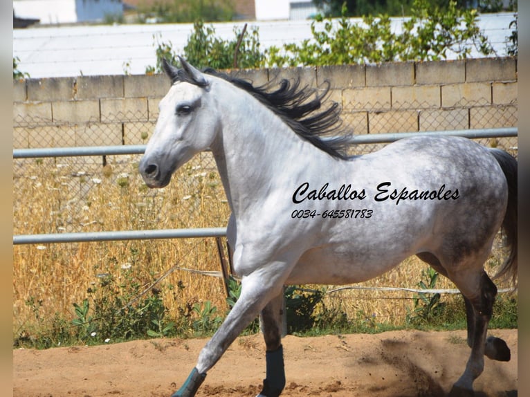 PRE Mix Wallach 10 Jahre 165 cm  in Vejer de la Frontera