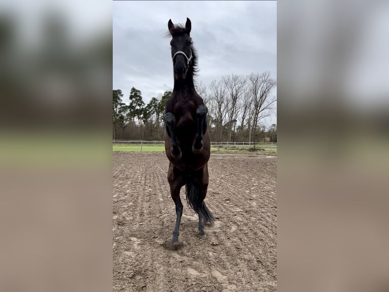 PRE Wallach 10 Jahre 165 cm Rappe in Einhausen