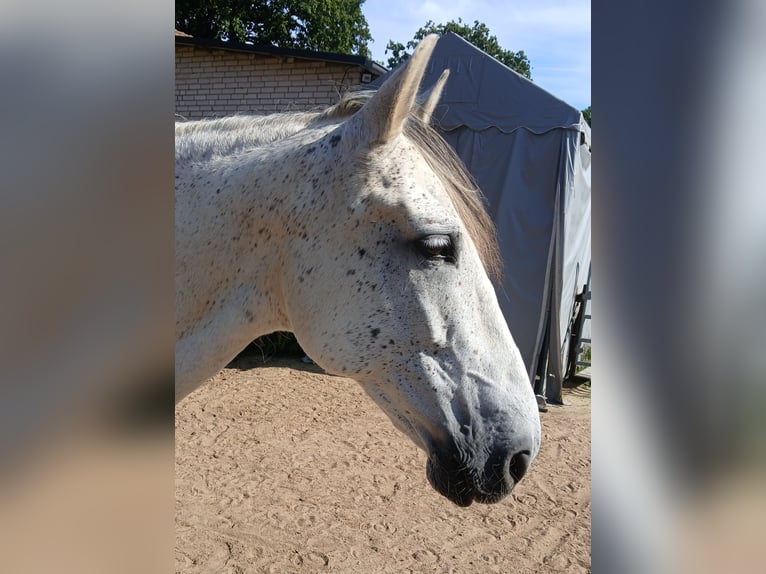 PRE Mix Wallach 10 Jahre 165 cm Schimmel in Wietze