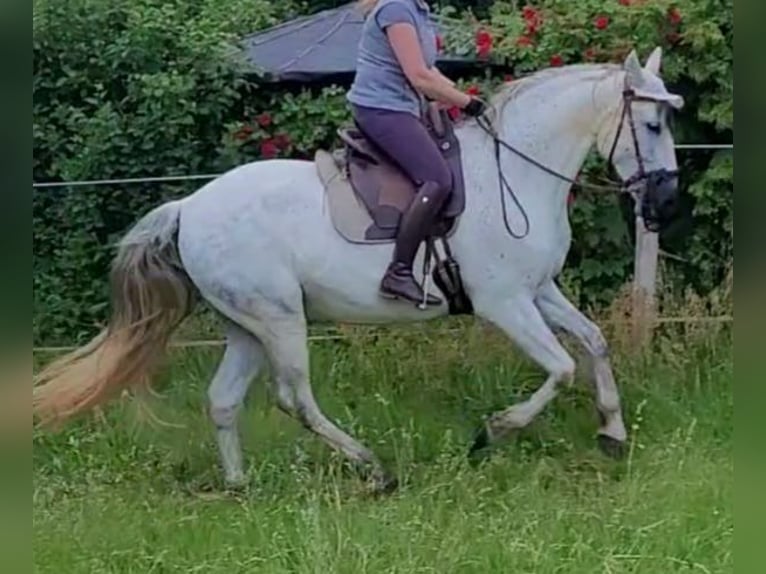 PRE Mix Wallach 10 Jahre 165 cm Schimmel in Wietze