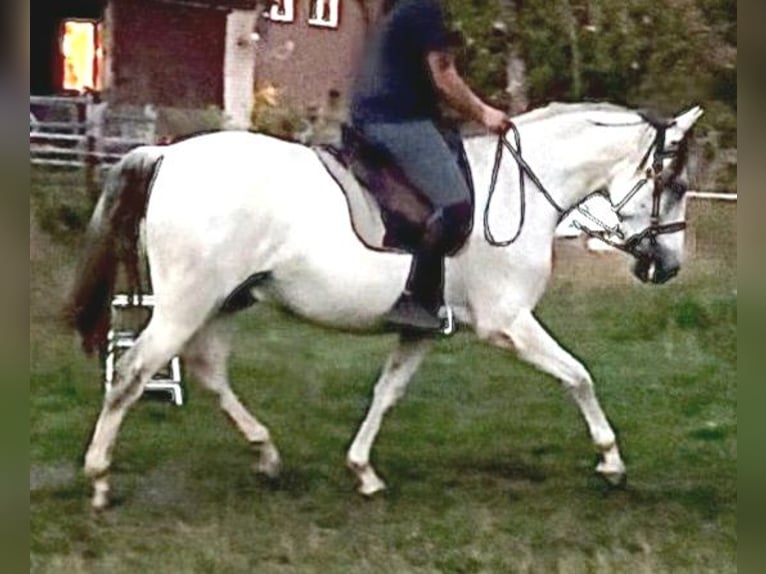 PRE Mix Wallach 10 Jahre 165 cm Schimmel in Wietze