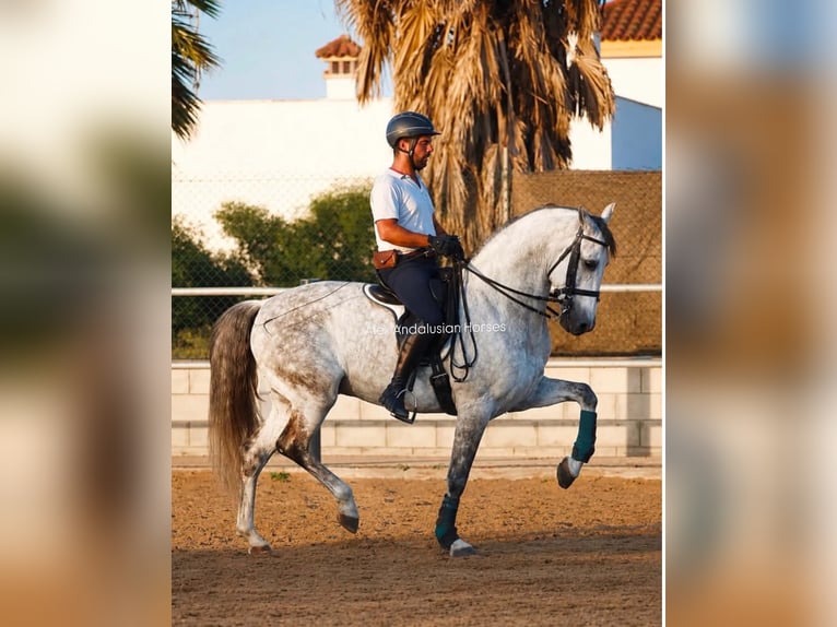 PRE Mix Wallach 10 Jahre 165 cm Schimmel in Sevilla