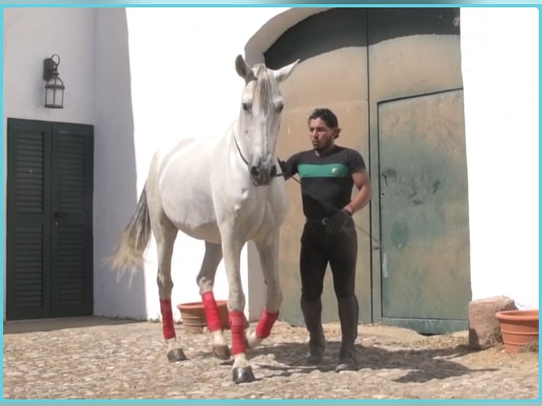 PRE Mix Wallach 10 Jahre 167 cm Schimmel in Extremadura