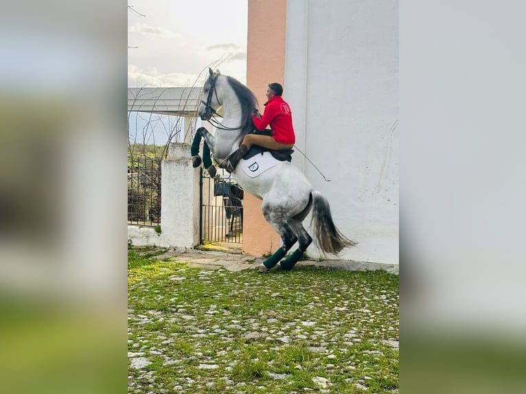 PRE Mix Wallach 10 Jahre 167 cm Schimmel in Extremadura