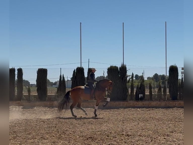 PRE Wallach 10 Jahre 170 cm Hellbrauner in Albacete