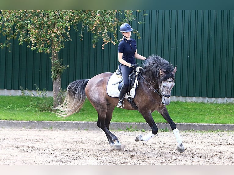 PRE Mix Wallach 10 Jahre 170 cm Rappschimmel in B&#xF6;tersen