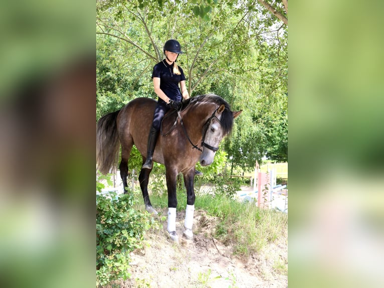 PRE Mix Wallach 10 Jahre 170 cm Rappschimmel in B&#xF6;tersen